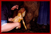 lamb being born